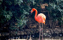 A pink flamingo fundraiser is a great mission trip fundraising idea for your church.