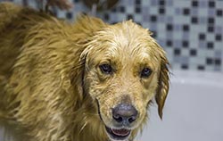A dog wash is a perfect youth group fundraising idea for your church.